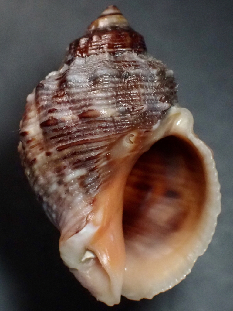 Thaisella coronata