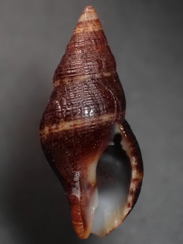 Pisania pusio