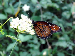 Danaus eresimus montezuma