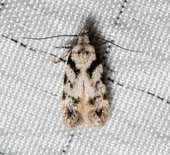 Pseudotelphusa palliderosacella