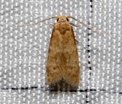 Theisoa constrictella