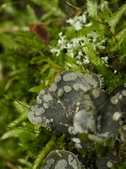 Peltigera extenuata