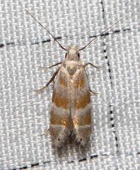 Battaristis vittella