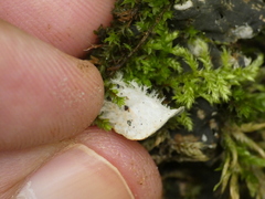 Peltigera extenuata