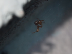 Anelosimus crassipes