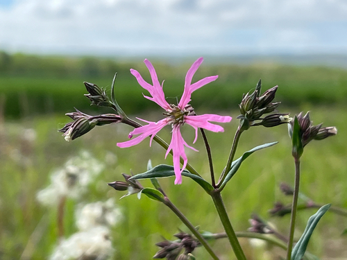 Silene flos-cuculi (Silene flos-cuculi)