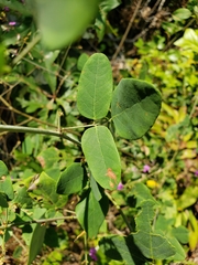 Desmodium laevigatum