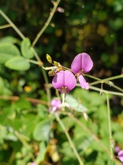 Desmodium laevigatum