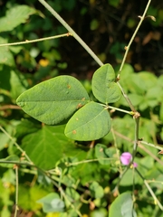 Desmodium laevigatum
