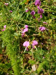 Desmodium laevigatum