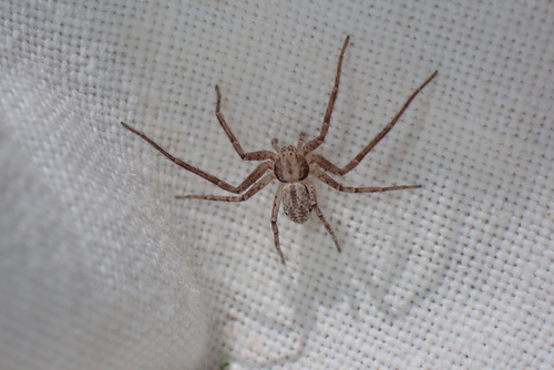 Red-haired Beautiful Running Crab Spider