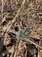 Aloe parvibracteata