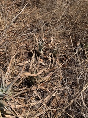 Aloe parvibracteata