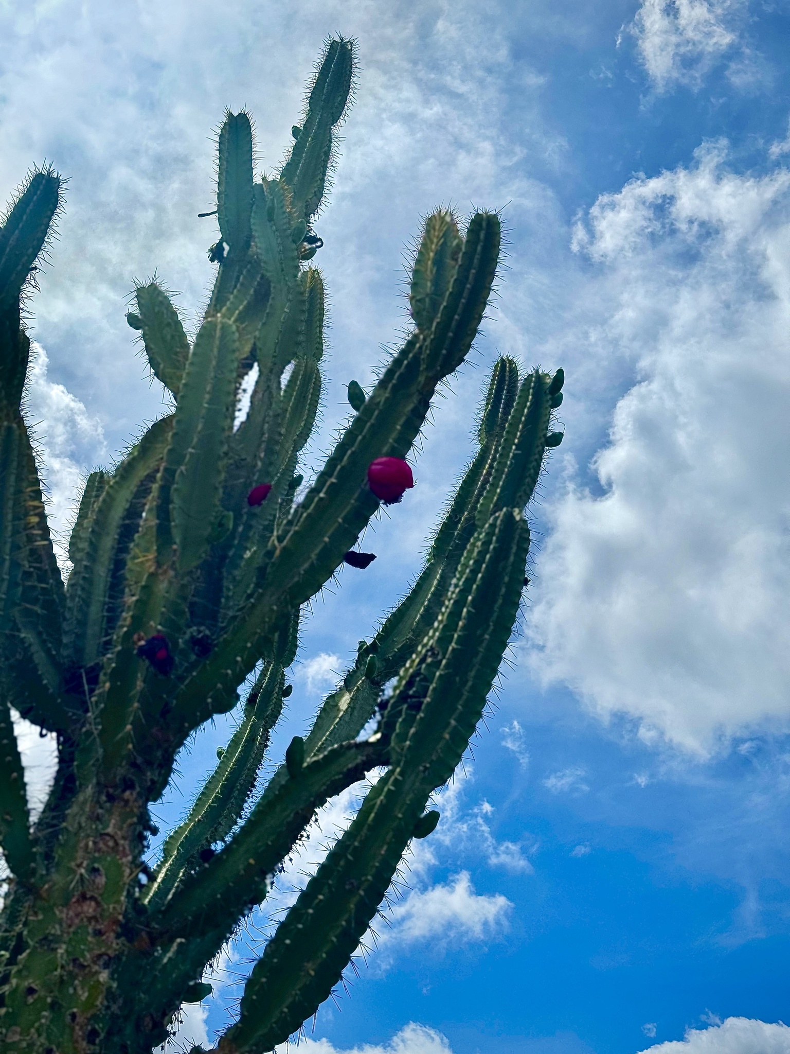 Cereus jamacaru