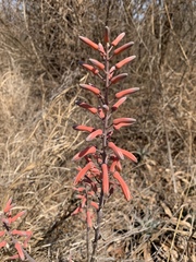 Aloe parvibracteata