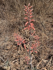 Aloe parvibracteata