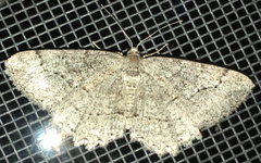 Neoalcis californiaria