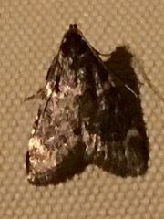Aglossa
