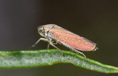 Graphocephala uhleri