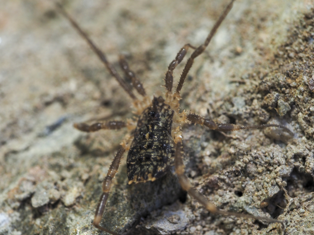 Homalenotus laranderas