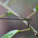 Fredyagrion elongatum - Photo (c) Erland Refling Nielsen, some rights reserved (CC BY-NC)