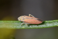 Graphocephala uhleri