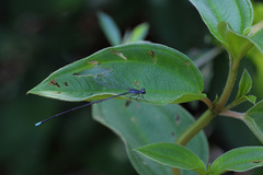 Minagrion mecistogastrum
