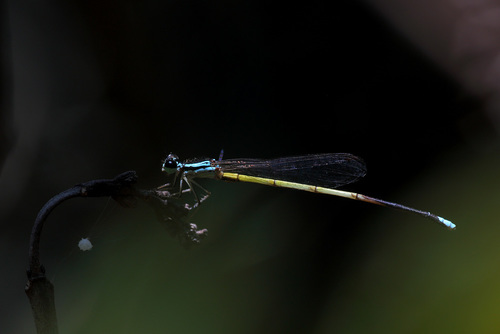 Minagrion ribeiroi