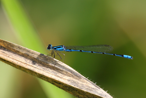 Acanthagrion temporale