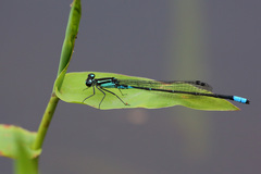 Acanthagrion lancea