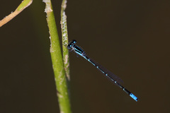 Acanthagrion cuyabae