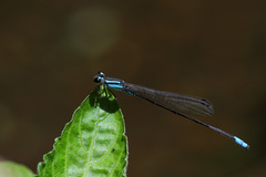 Acanthagrion gracile