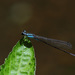 Acanthagrion gracile - Photo (c) Erland Refling Nielsen,  זכויות יוצרים חלקיות (CC BY-NC)