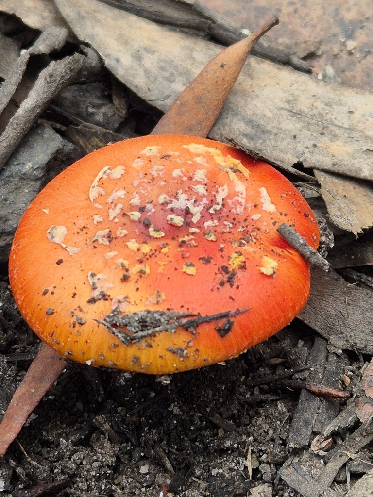 Amanita xanthocephala · May 2025 · photo: © pel56 (iNaturalist, cc0)