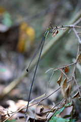 Mecistogaster amalia