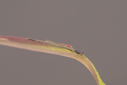 Burgundy Bluet photo 2