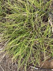 Carex lucorum