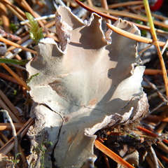 Peltigera hymenina