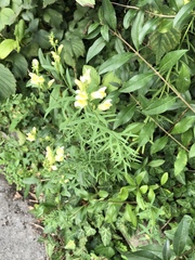 Linaria vulgaris