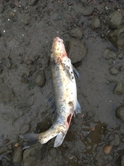 Catostomus macrocheilus