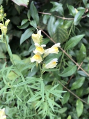 Linaria vulgaris