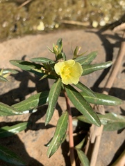 Ludwigia adscendens diffusa