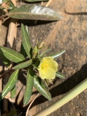 Ludwigia adscendens diffusa