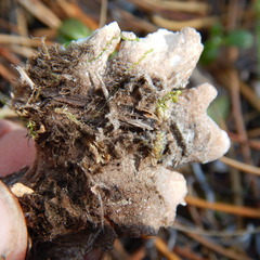 Peltigera hymenina