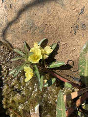 Ludwigia adscendens diffusa