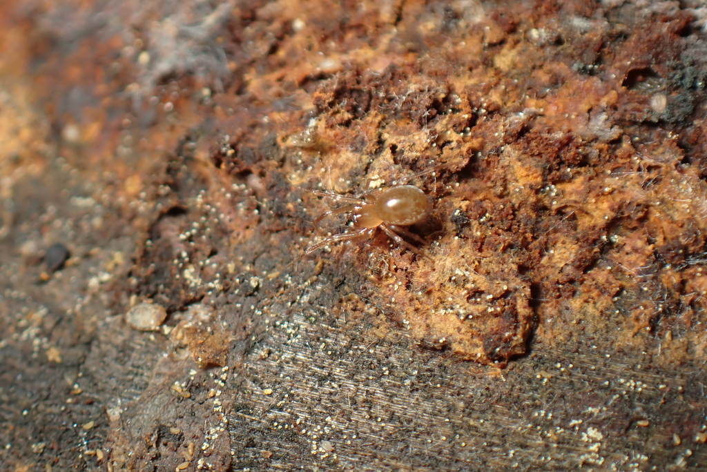 Centromerus albidus