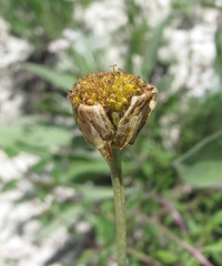 Tanacetum akinfiewii