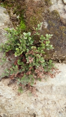 Asplenium ruta-muraria