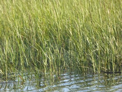 Spartina
