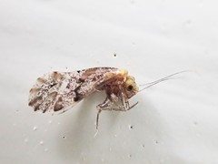 Trichadenotecnum alexanderae